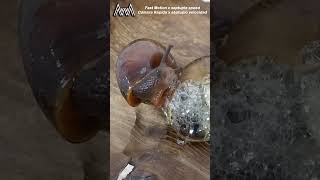 AwA Critter Clip: Guess what this Carnivorous Snail is doing!