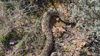 Puff Adder release "Bitis arietans"