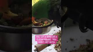 Bird mess | #birdfood #parrots