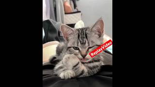 #funny #babycat #cat