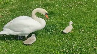 Two Baby cute Swans, First day of Life!!!