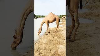 Talab pe Onath pani pe rha h #camel #shorts