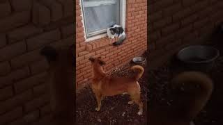 Cat Fights With 2 Big Dogs