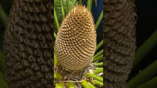 Thiên tuế ra hoa Cycas pectinata, Họ Tuế #Cycadaceae