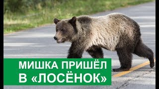 Мишка пришёл лагерь в "Лосёнок"