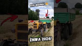 Tym razem coś z reala!👨‍🌾Polskie Żniwa żyta i pszenżyta!🌾Ryk Bizona!🔥 #żniwa2024 #oporowocałodobowo