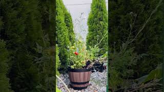 Afternoon in the garden #garden #gardenplants #gardenharvest #gardening #nature #plants #backyard