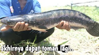 Rezeki nomplok!! angkat bubu kecil isinya ikan toman besar