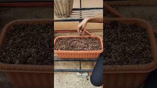 How to grow coriander leaves at home from seeds #organicgardening #shortsfeed