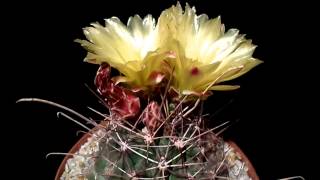 Botanic - Ferocactus hamatacanthus