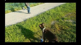 Pitbull enjoy playing in wet grass