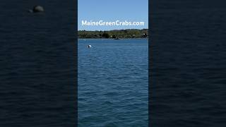 MaineGreenCrabs.com