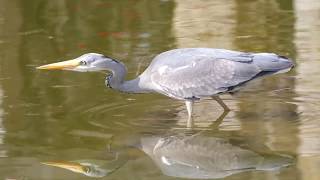 Fischreiher Graureiher fängt Goldfisch / Garca Real pez Rojo grey heron catches goldfish Düsseldorf