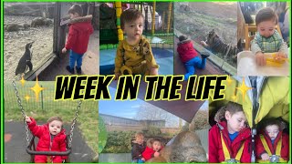 First Time To The Zoo, Valentine’s day & more. Half term week in the life of a young mum