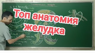 Топ анатомия желудка