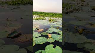 চিরসবুজ বাংলাদেশ বুকে বর্ষার চিত্র 🖤🌿 #nature