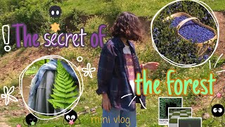 Mysterious forest🌲🫐🪄🎩☂️#mysterious #jungle #forest #vlog #minivlog #shorts #short #sea