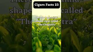 Cigars facts 23