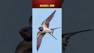 Some Interesting facts about Ababeel birds | Swifts Birds #shorts