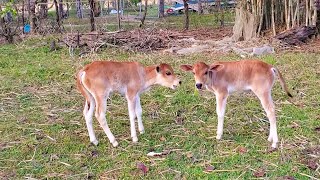 Baby Calf Mooing To Find Cow