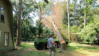 Cutting down my squirrel trees.....Huge tree falls next to house