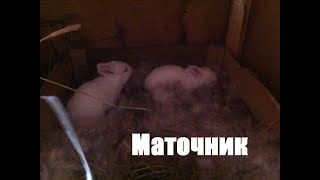 МАТОЧНИК ДЛЯ КРОЛЬЧИХИ!!!