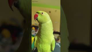 Parrot talking name happily