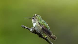 Anna’s Hummingbird at 120fps. Nikon Z8 and 600pf.