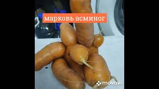 нашествие морковок