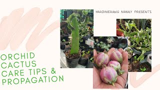 Paanu mag alaga at magparami ng orchid cactus.