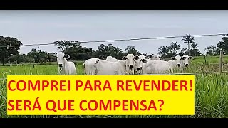 COMO GERAR RENDA EM UMA CHÁCARA - COMPRANDO BEZERRO(A) E VENDENDO COM LUCRATIVIDADE!