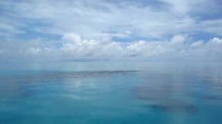 Glassout Mackeral Feeding Frenzy: Snorkeling Great Barrier Reef.AVI