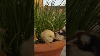 Cute Chicks