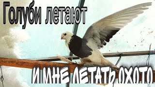 Полет на Голубиной высоте.Что видят голуби.Flying at Pigeon height.What do pigeons see