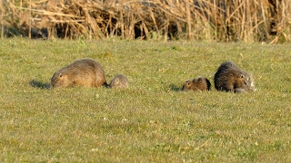 Nutria , pro e contro