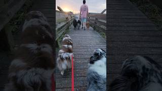 Love all those Wigglebutts 🤪❤️🐾 #shorts #sunset #dog