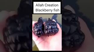 Allah Creation Blackberry fish #islamicvideo #trending #shortvideo #viral #trend #islam #muslim