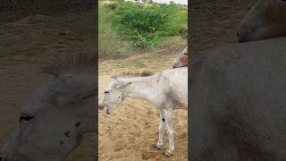 #youtubeshorts #animals #donkey #shorts #pets