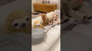 Cute Animals |Funny animals Reaction 2021#738.