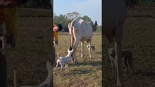 Dogs bred with cows in the dry season