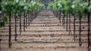 Reducing Greenhouse Gases with Vineyard Practices