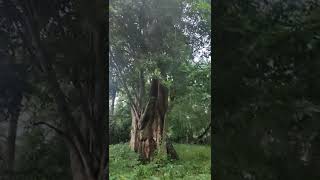 Natural Sound in the Forest #youtubeshorts #nature #travellersfootprint #forest #shorts #elephant