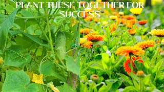 Cucumbers & Marigolds: The Perfect Garden Duo!