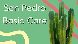 How to Grow a San Pedro Cactus┃Trichocereus Pachanoi 101┃Echinopsis Pachanoi