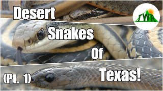 Snakes of Texas (Pt. 1): Awesome Desert Snakes!