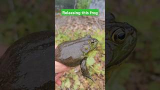 See ya buddy #frog #catchandrelease #amphibians #bullfrog #shorts #cool #amazing #fishing #home