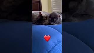 He loves her #cutecat #cutekitty