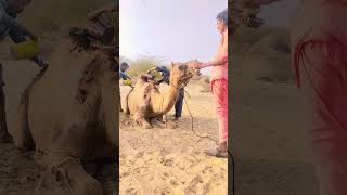 #camel #viral #comedy #short