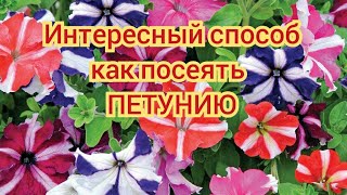 Интересный способ: КАК ПОСЕЯТЬ СЕМЕНА ПЕТУНИИ 'ЗВЁЗДОЧКА'! Просто и быстро!