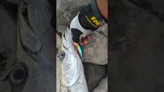 சீலா மீன் 🐟🎣💪#Monster Barracuda #fishing #big #trending #tamil #fisherman #support #catch #shorts